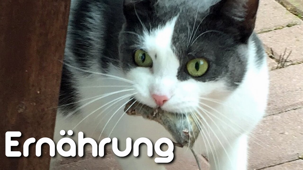 artgerechte Ernährung