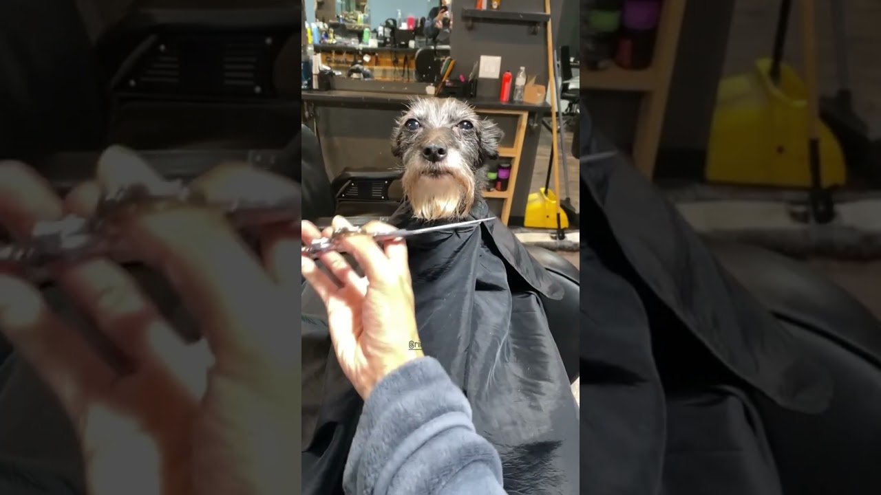 When All You Trying To Get Is A Haircut But Your Barber Play Too Much
