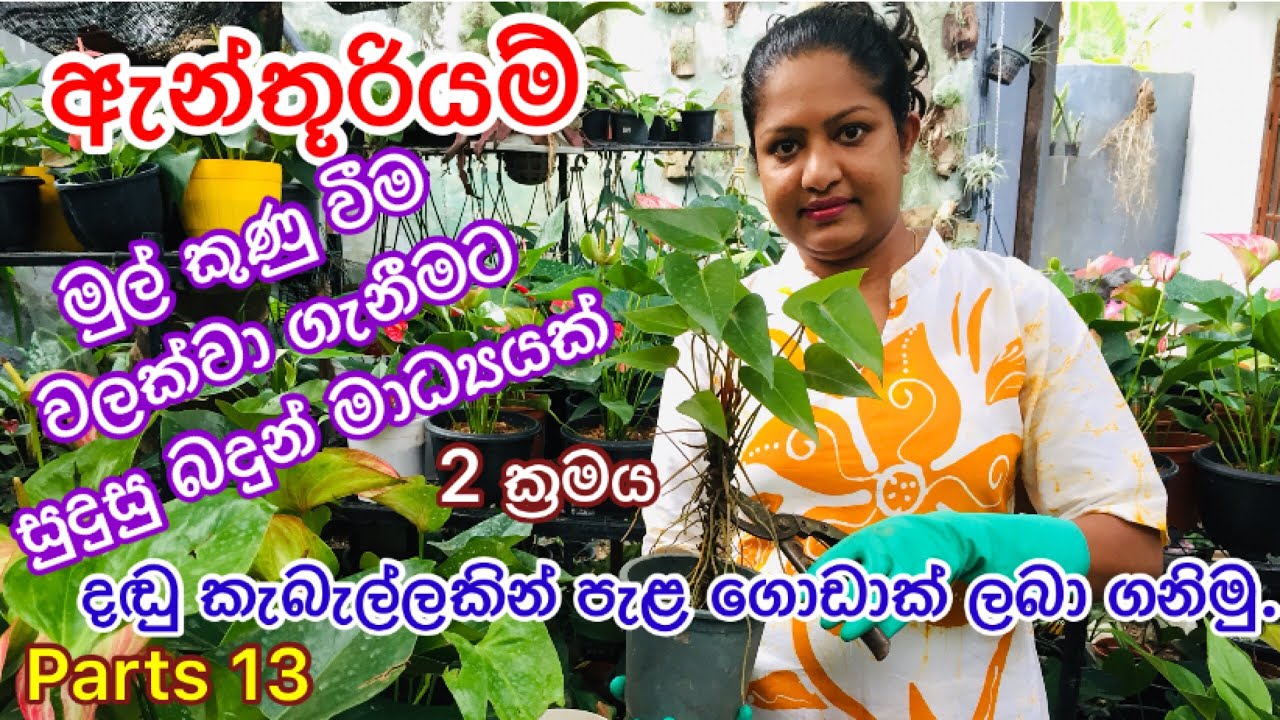 How to make small Anthurium plants.#Anthurium #plants ඇන්තූරියම් දඬු කොටසෙන් පැල ගොඩක් බෝ කරගනිමු.