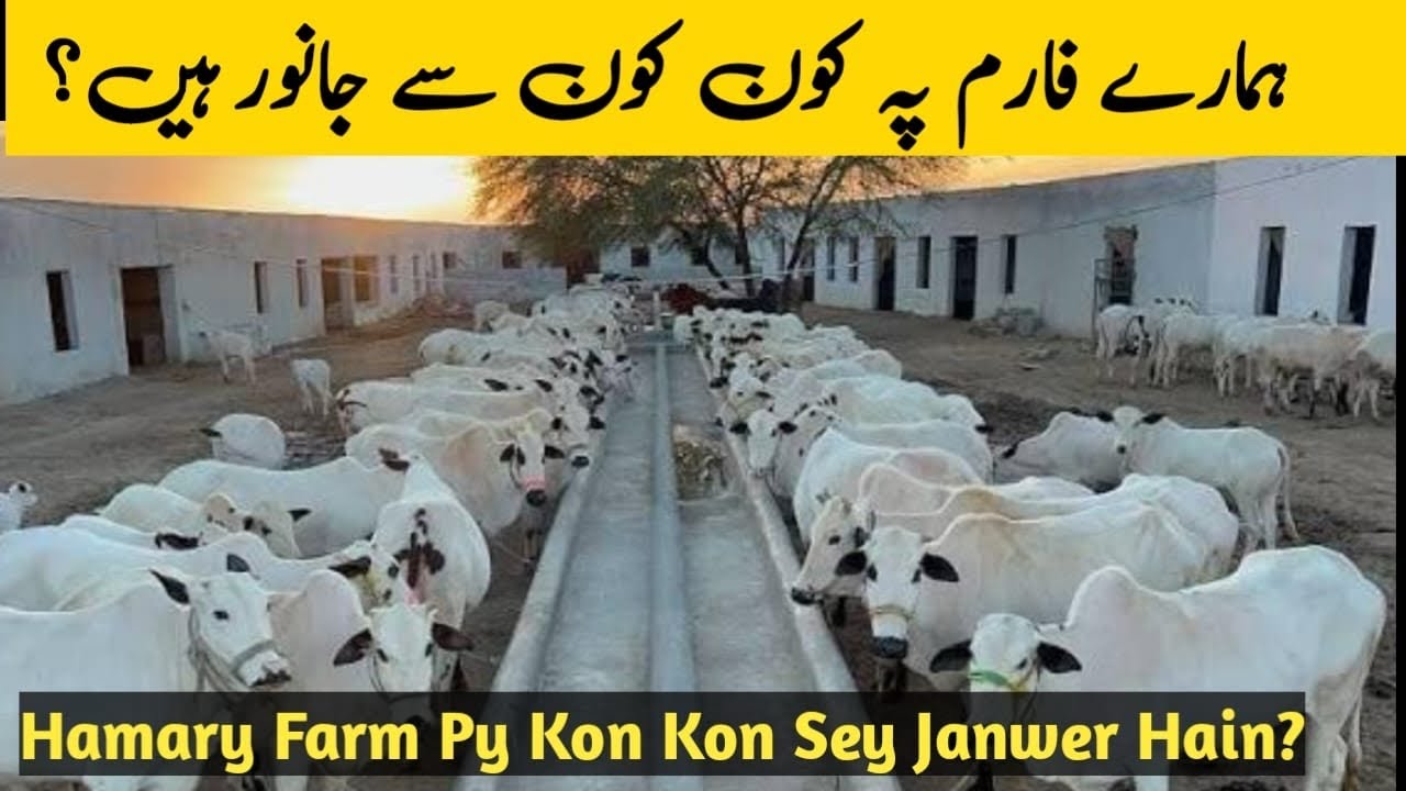 ہمارے فارم پہ کون کون سے جانور ہیں؟Hamary Farm Py Kon Kon Sey Janwer Hain?Which Animals At Our Farm?