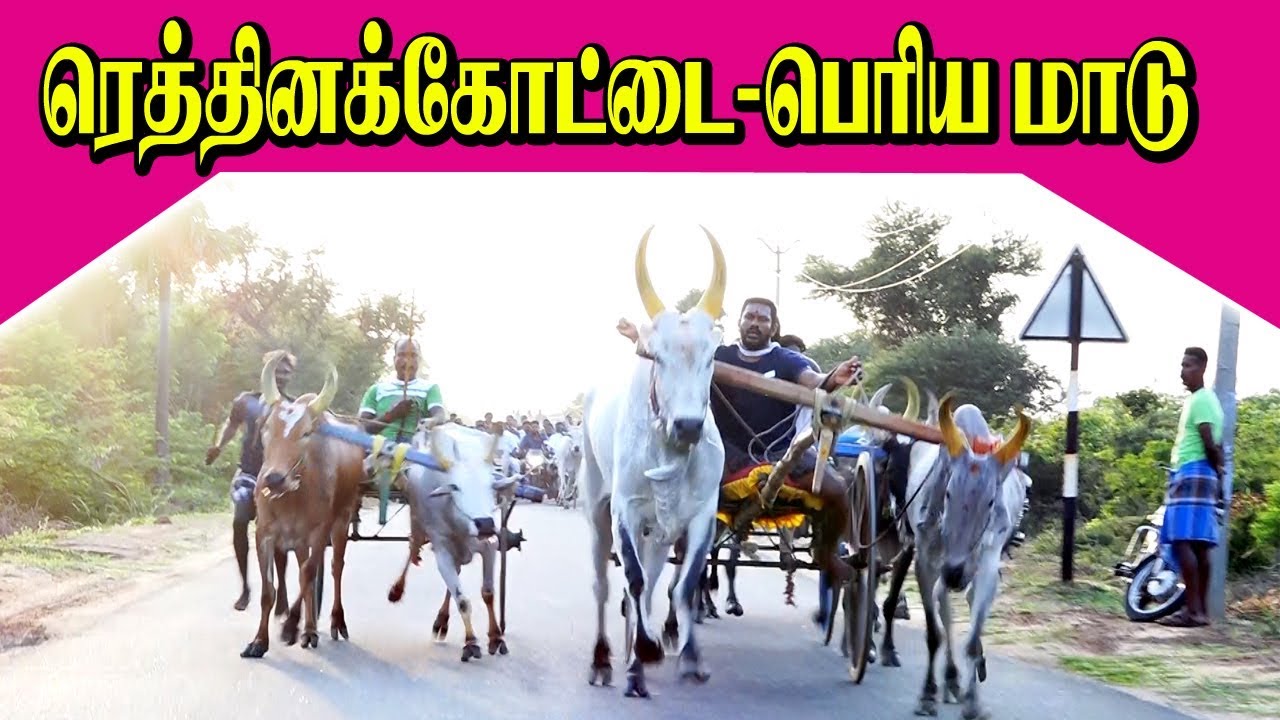 பெரியமாடு -ரெத்தினக்கோட்டை-31.08.2019-Rethinakottai Periya Madu Panthayam Rekla Race 2019