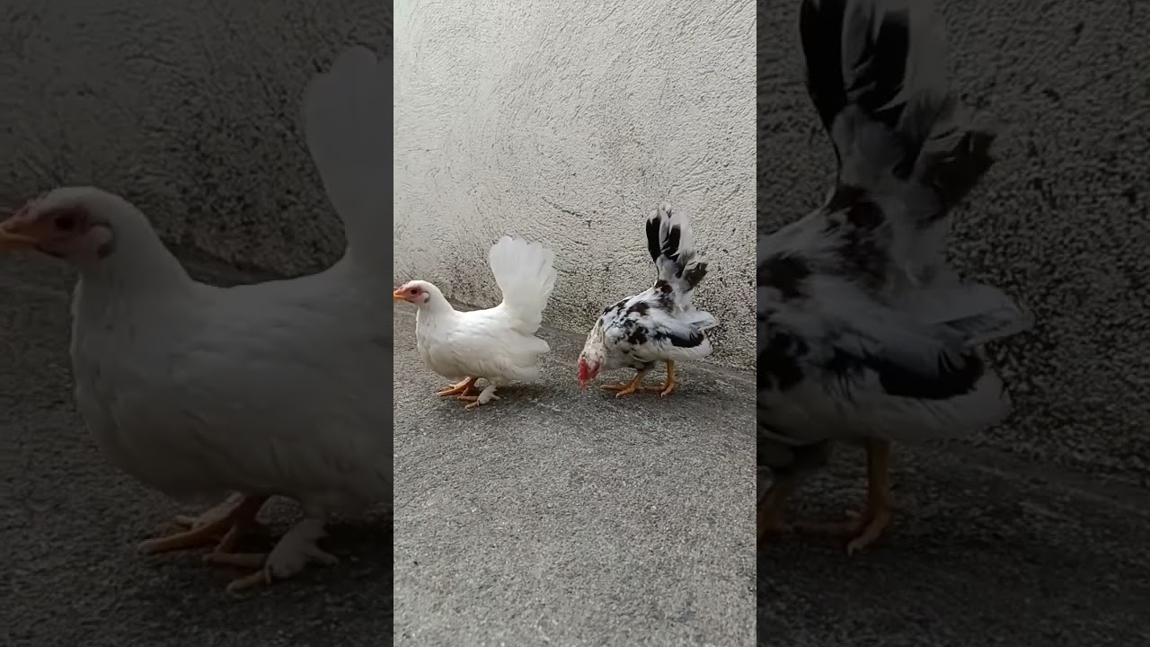 beautiful Serama chicken #seramarooster #shorts #ytshorts #viral #trending