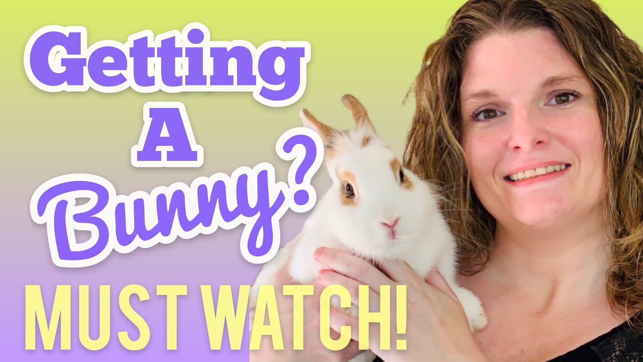 10 Things To Know Before You Get A Bunny