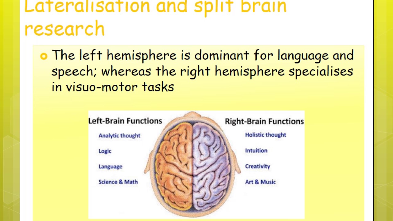 Biopsychology Year 2