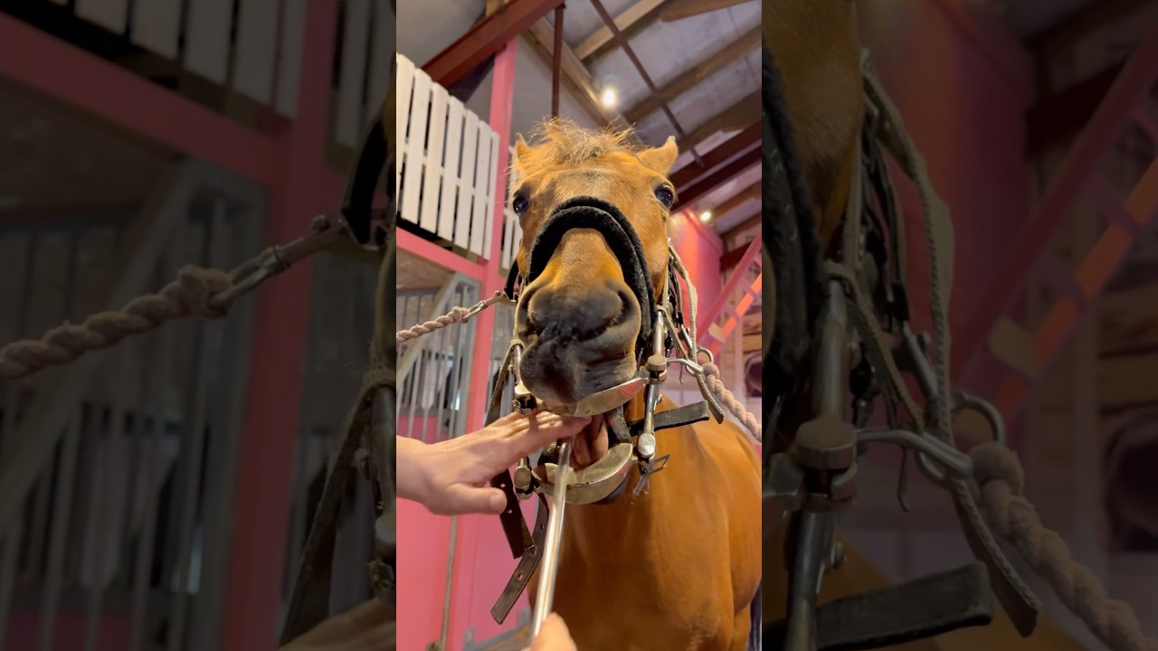 Horse Dentist 🦷 Tarzan gets his teeth checked🐴 #shorts #horse #dentist