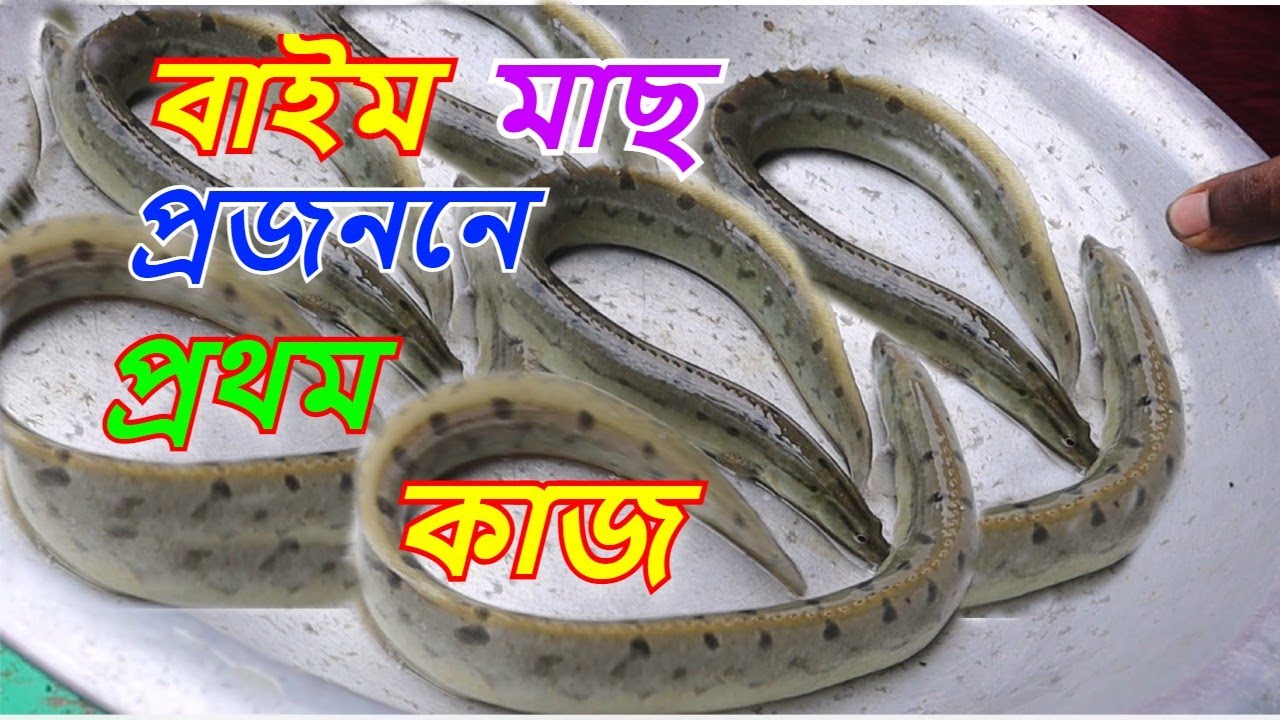 বাইম মাছ ধরেছি প্রজননের জন্য।সহজ পদ্ধতিতে মাছ চাষ ।রুবেল মিয়া।Mach Bari