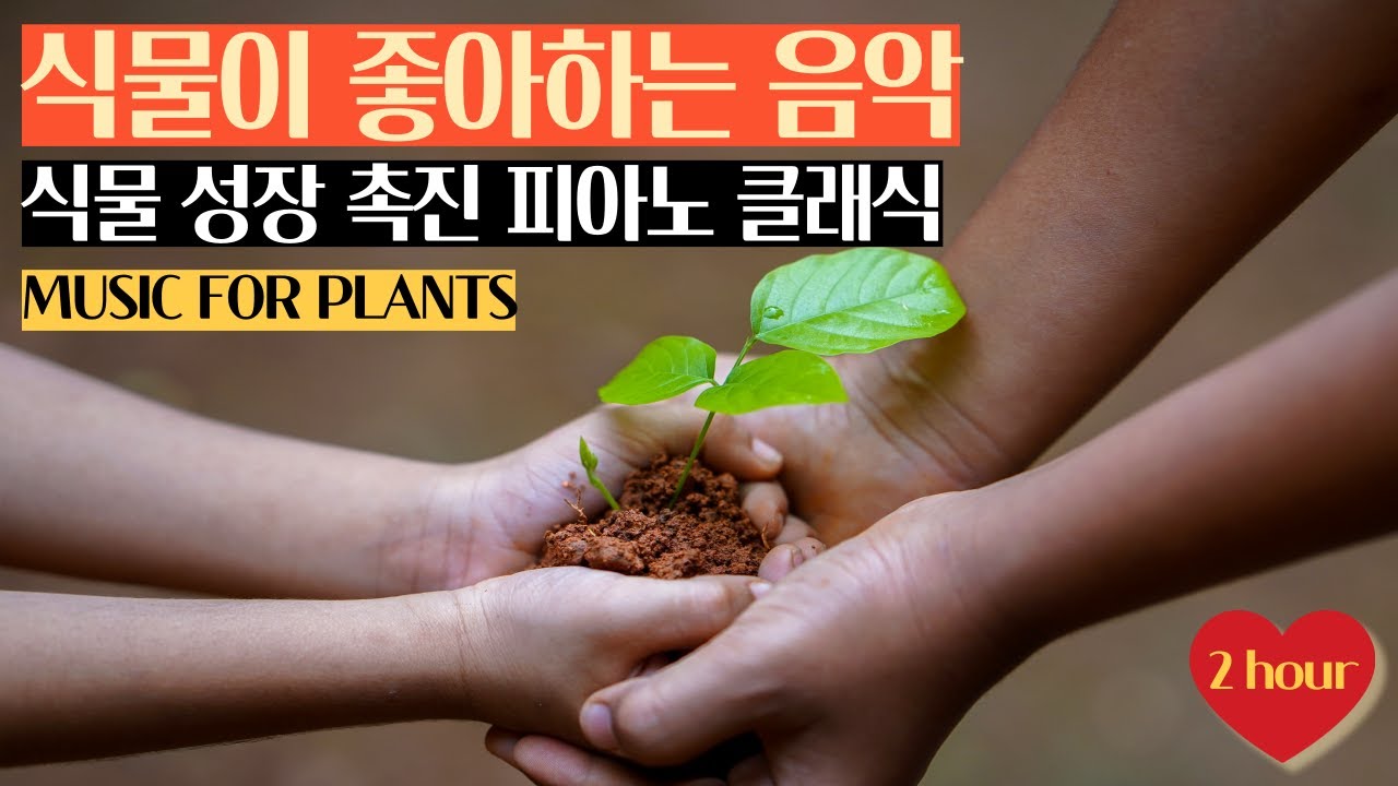 식물이 좋아하는 클래식 피아노 음악,노래🎵🎶 식물 성장 촉진을 위해 농장에서도 사용하는 피아노 음악💖 Music for plants