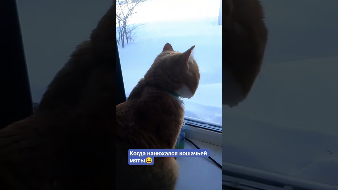 #cat #видосыоткота #юмор #лайк #прикольныекоты #врек #кот #позитив #популярное