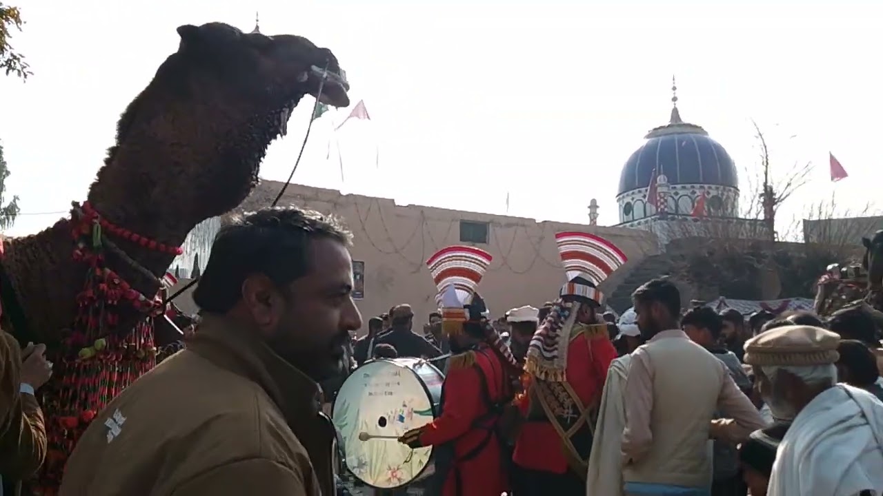 ماشاءاللہ سالانہ عرس کی تقریبات میں اونٹوں کی امد 