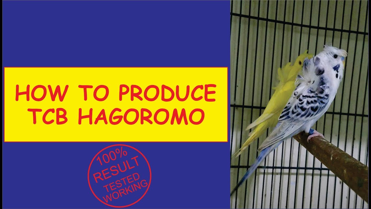 TCB HAGOROMO WORKING 100% Results