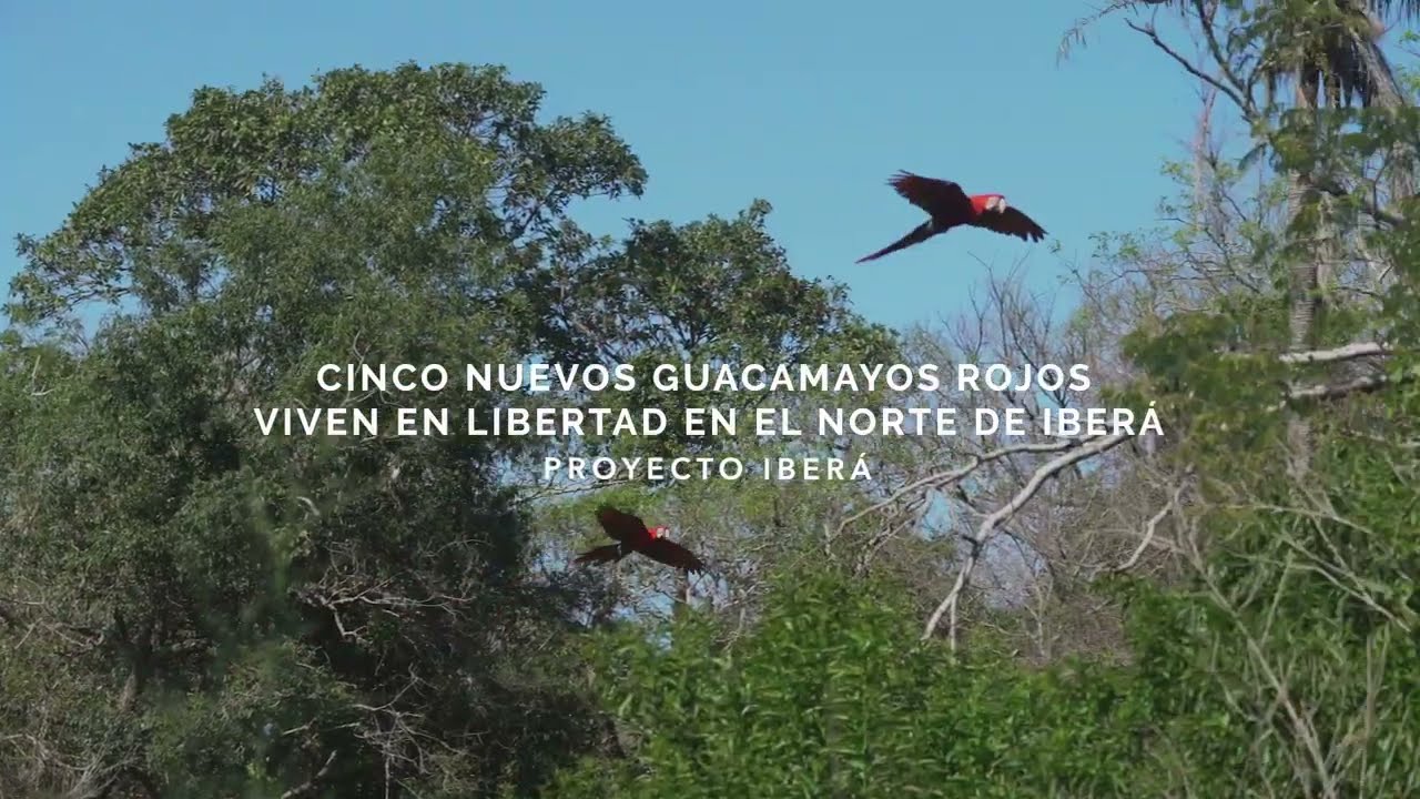 CINCO NUEVOS GUACAMAYOS ROJOS VIVEN EN LIBERTAD EN EL NORTE DE IBERÁ