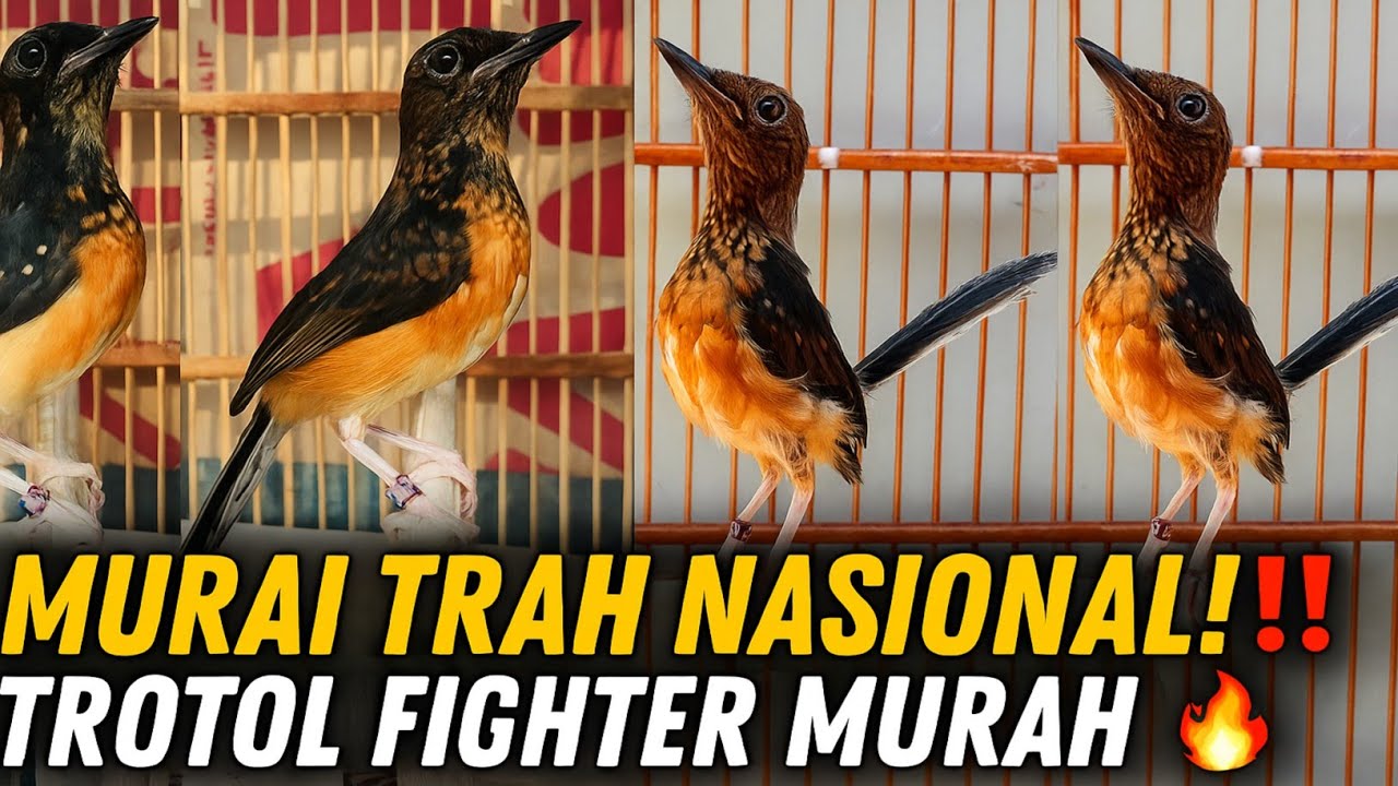 GAK MASUK AKAL‼️ MURAI TRAH NASIONAL & TROTOL FIGHTER DIJUAL MURAH DI HEN MURAI BF🔥