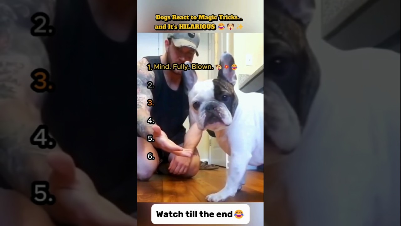 Dogs React to Magic Tricks... and It&rsquo;s HILARIOUS 😂🐶✨