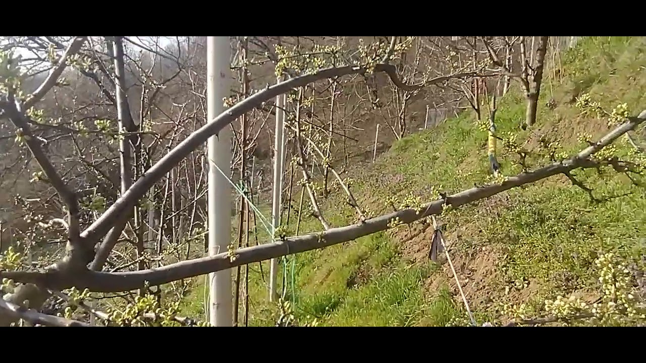 Tratamente pruni în gospodăriile populatiei