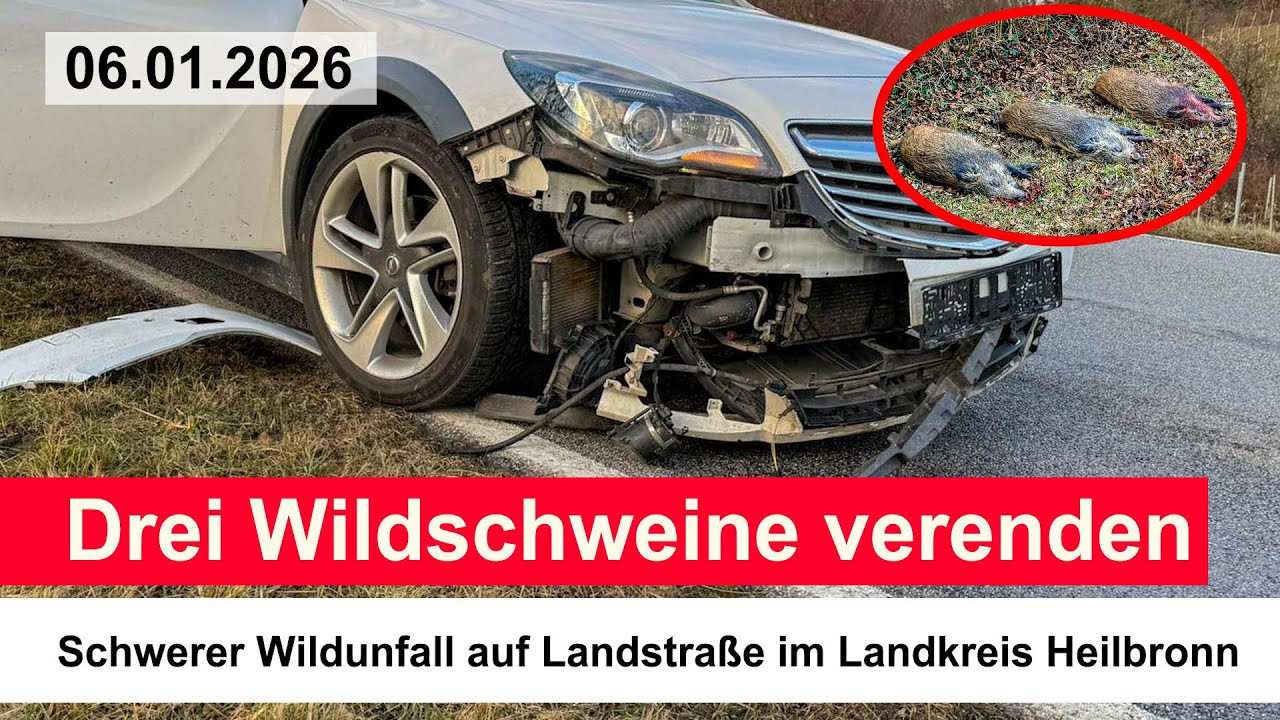 Drei Wildschweine verenden: Schwerer Wildunfall auf Landstraße im Landkreis Heilbronn