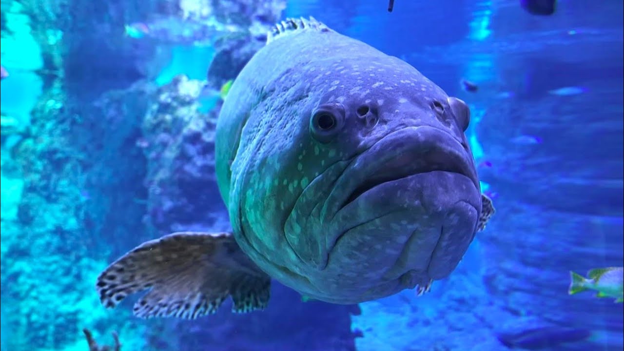 Afrykarium, oceanarium - ZOO Wrocław 2024