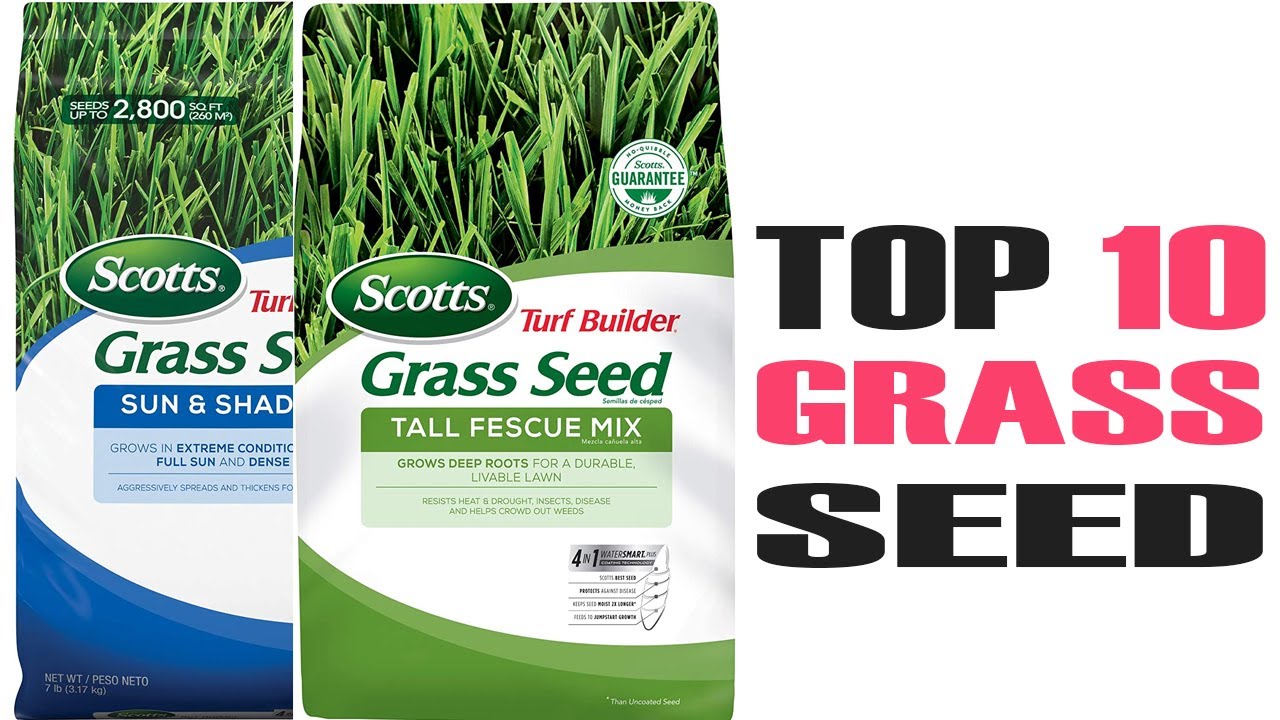 Discover the Top 10 Best Grass Seeds for a Lush Green Lawn | Ultimate Lawn Care Guide 2024