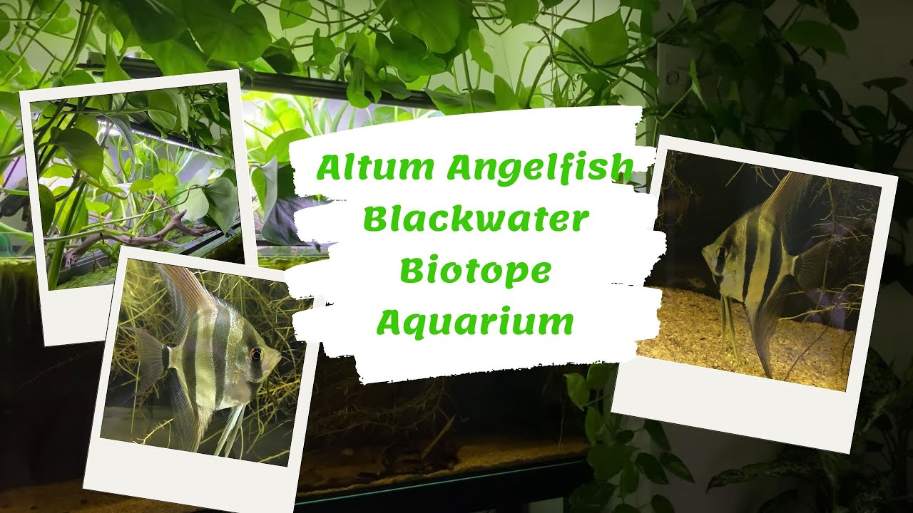 Биотопный аквариум Altum Angelfish Blackwater