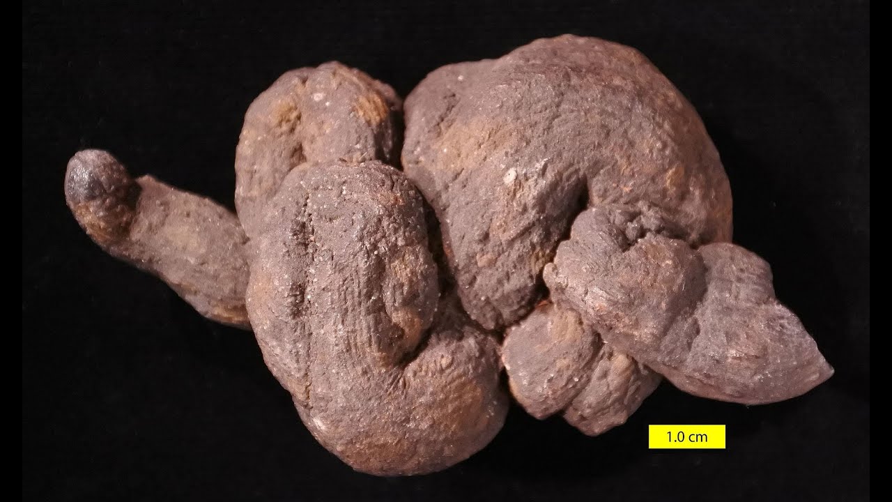 Fast Facts About Coprolites!
