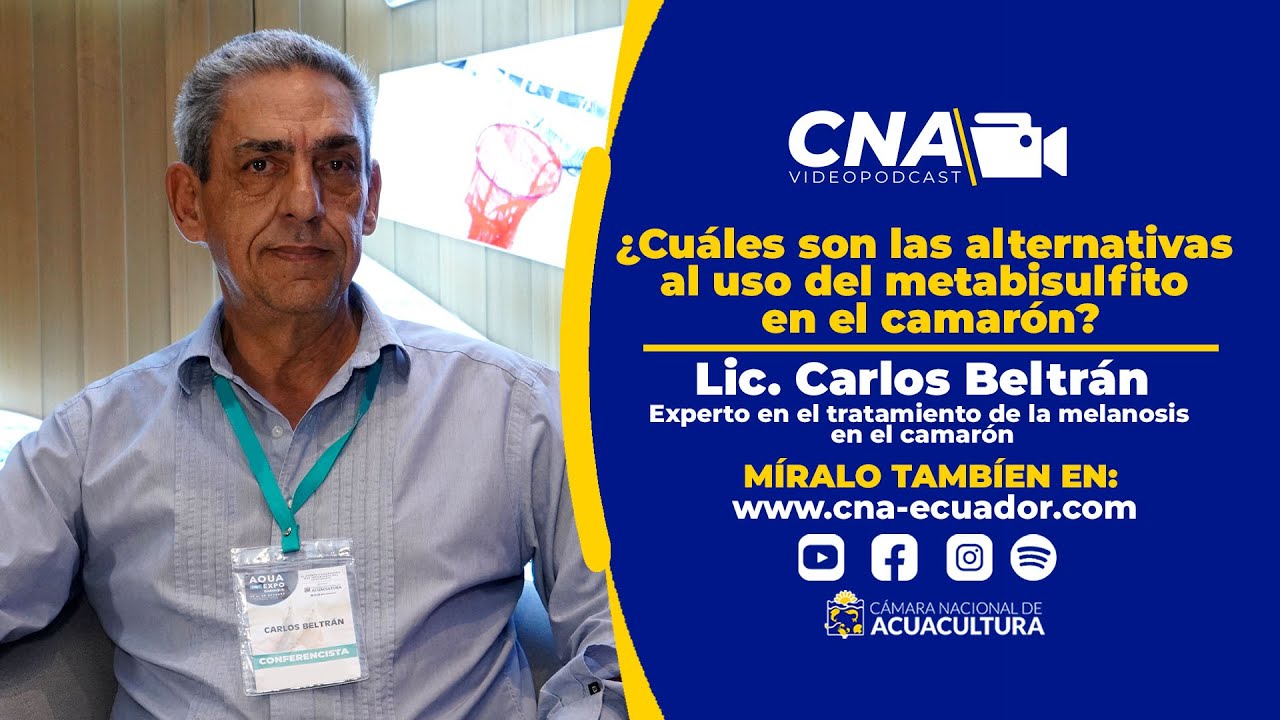 🤔 ¿Cuáles son las alternativas al uso del metabisulfito en el camarón? -  Carlos Beltrán