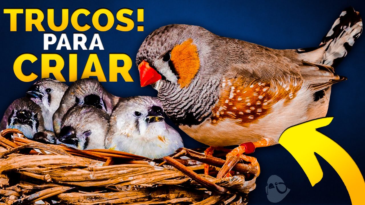 10 TRUCOS PARA CRIAR DIAMANTES MANDARINES [MUY FÁCIL]