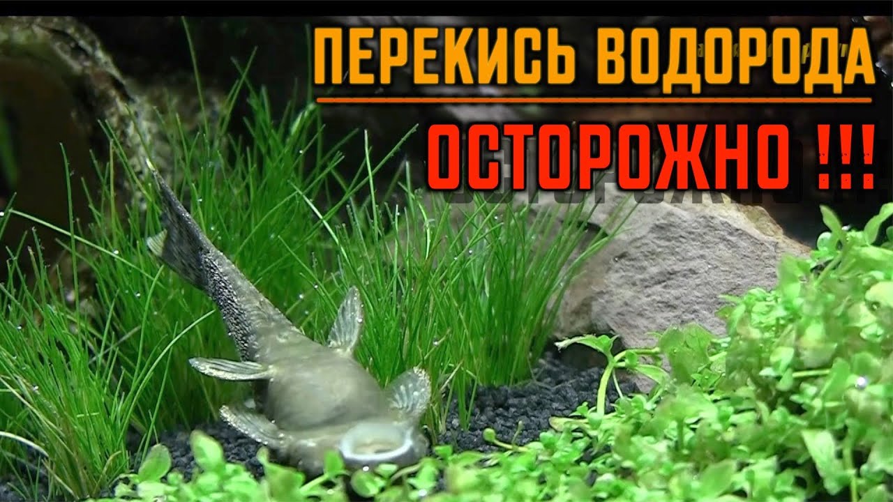 Перекись водорода в аквариуме | Как применять перекись водорода | Почему умерли рыбы в аквариуме