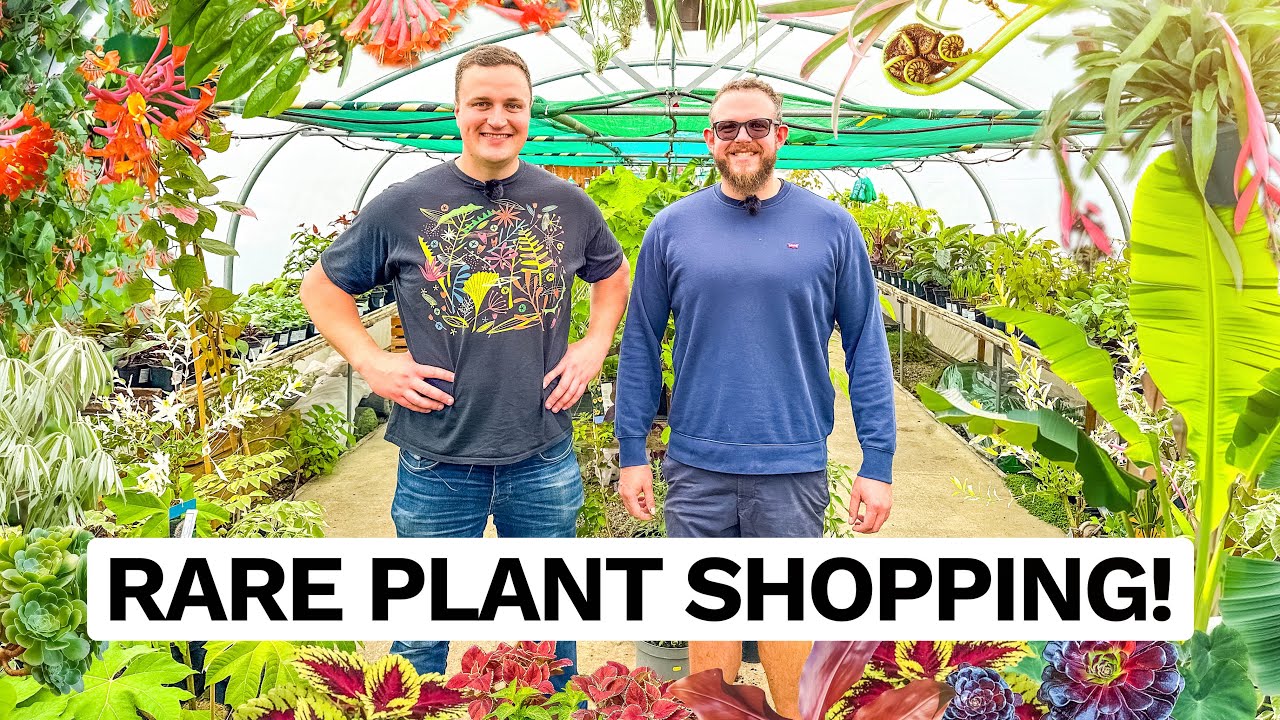Jungle Plant Shopping at Sunk Island Garden Centre