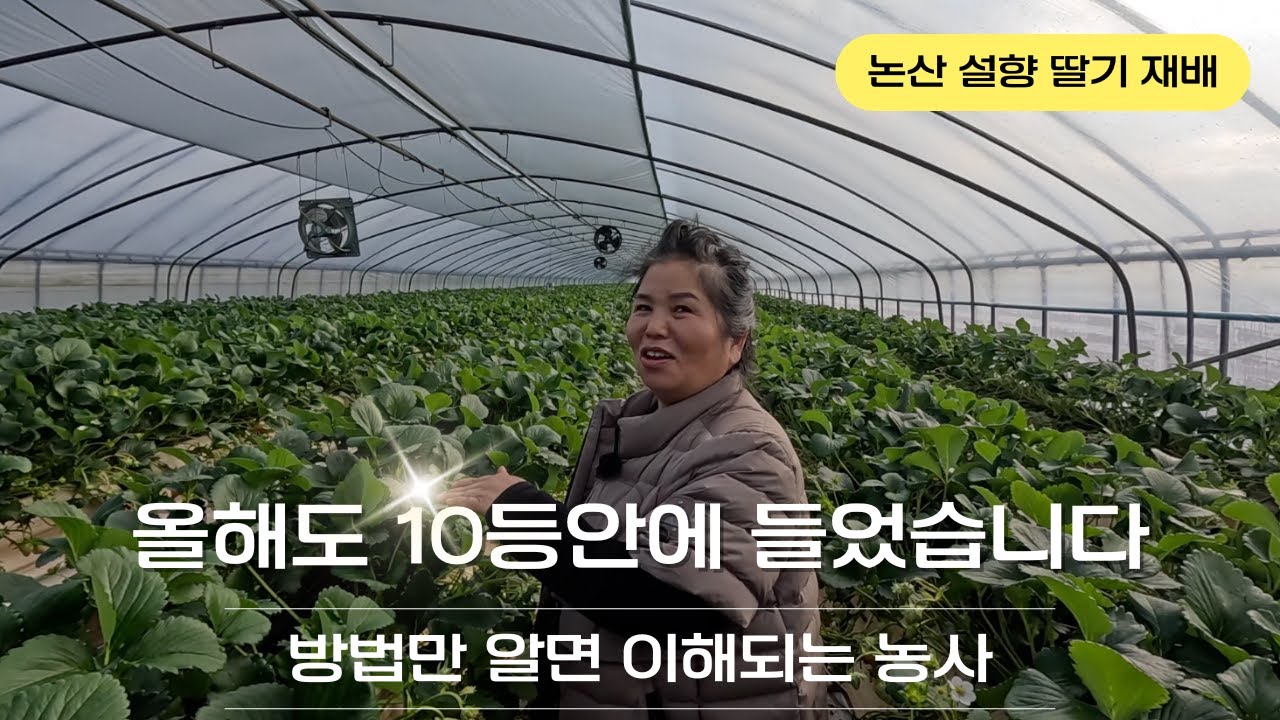 올해 힘든 딸기 농사 설향의 고향 논산 딸기 농가에서 선택한 그것