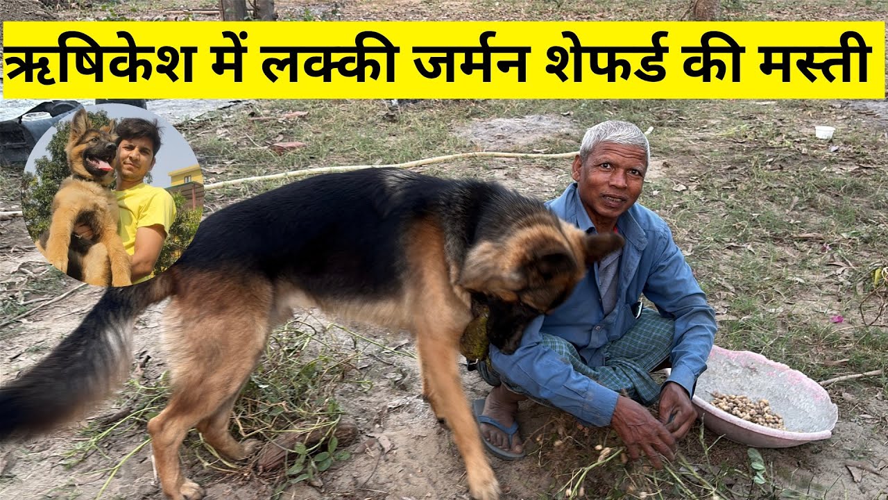 Ye german Shepherd Dog kisi ko kaam nahi karne dega 😂 #vlog 