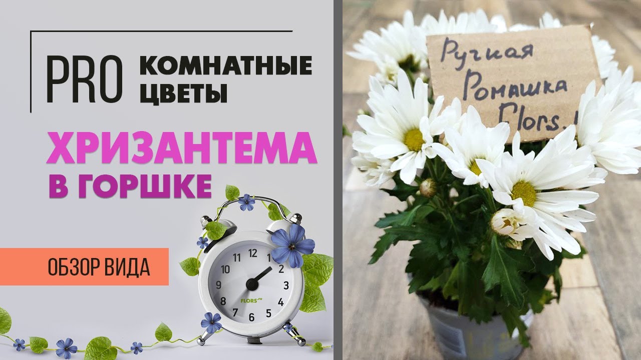 Хризантема в горшке - ручная ромашка в доме | Как правильно ухаживать после покупки