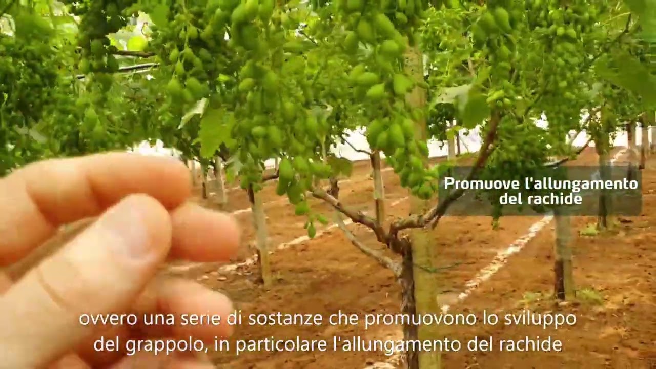 Come allungare i grappoli ed ingrossare gli acini coi prodotti YaraVita