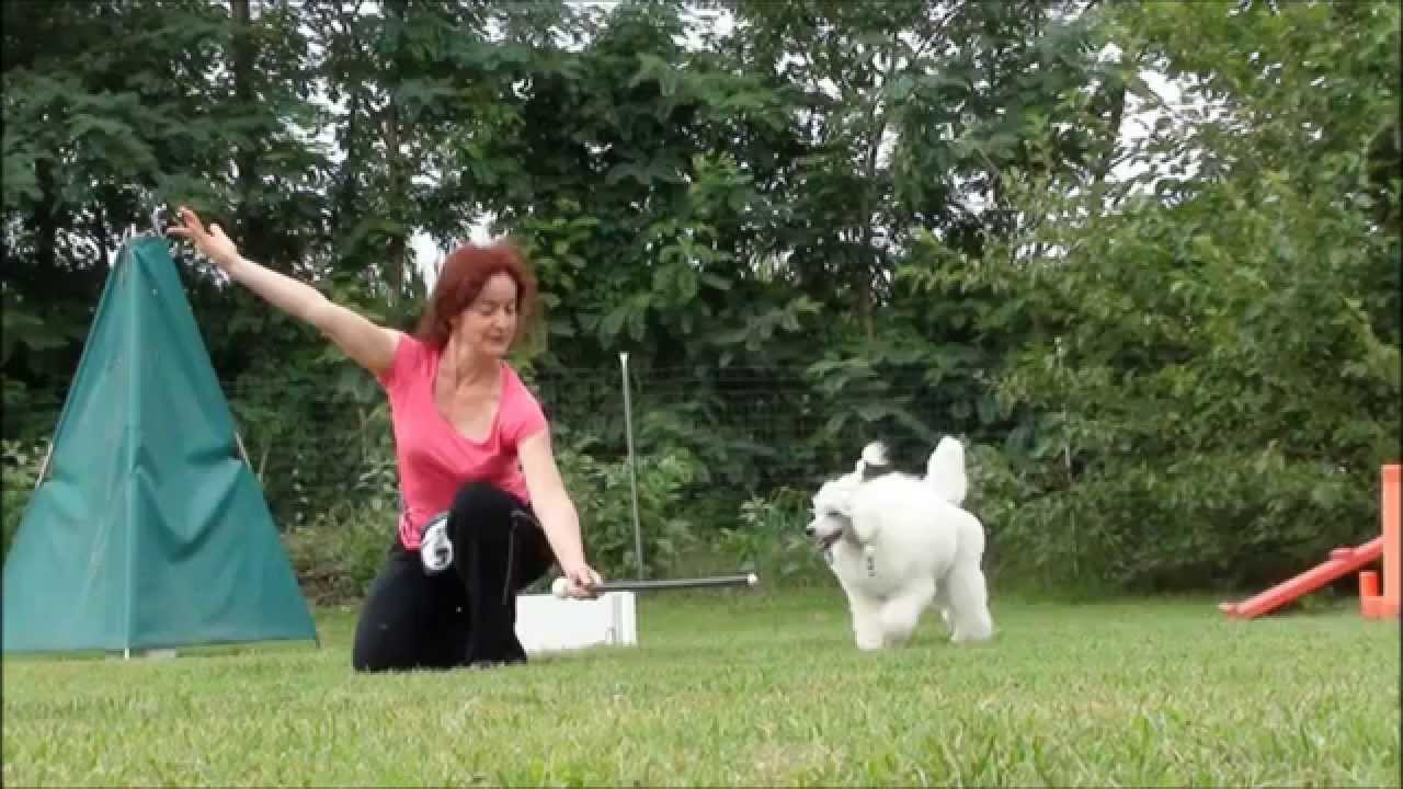 Stage dogdance e tricks avanzati con Lucia Lusy Imbergerova - Inzago