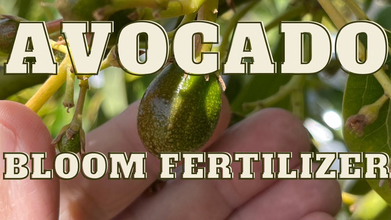 How to Grow an Avocado Tree, Get a Massive Avocado Bloom and Fruit set with this type of Fertilizer