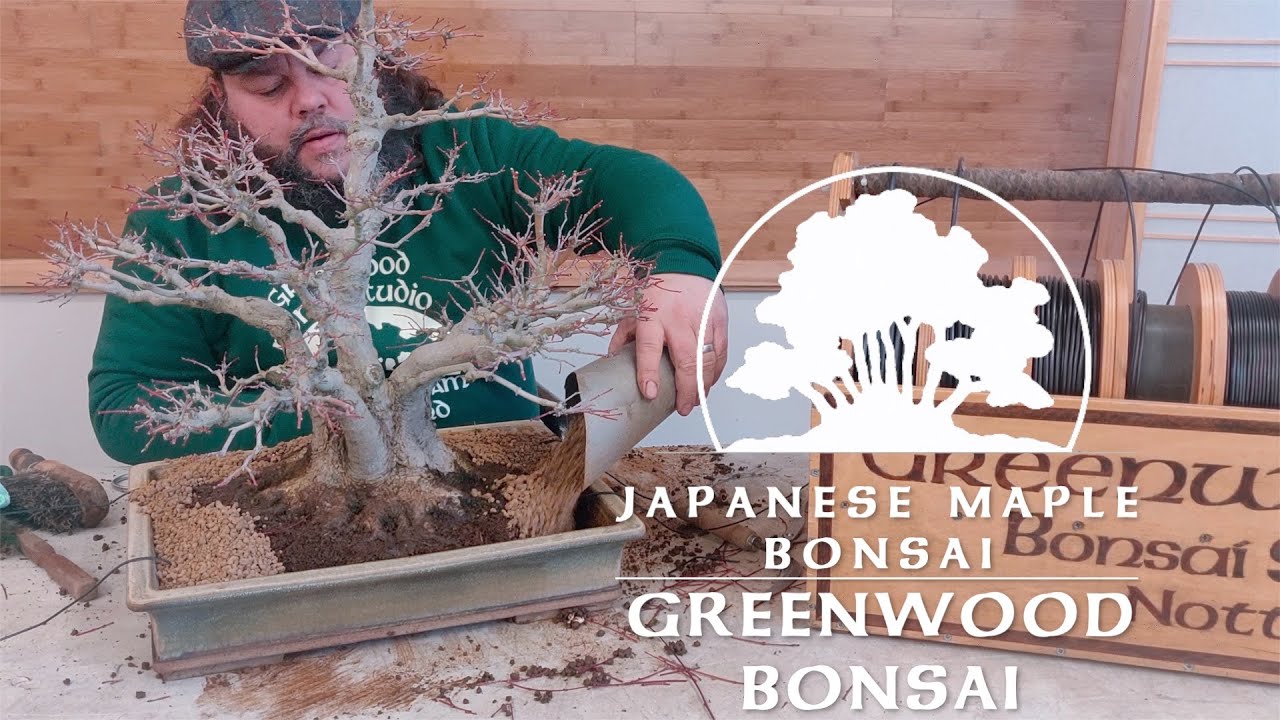 Обрезка и пересадка кустового японского клёна бонсай! — Greenwood Bonsai