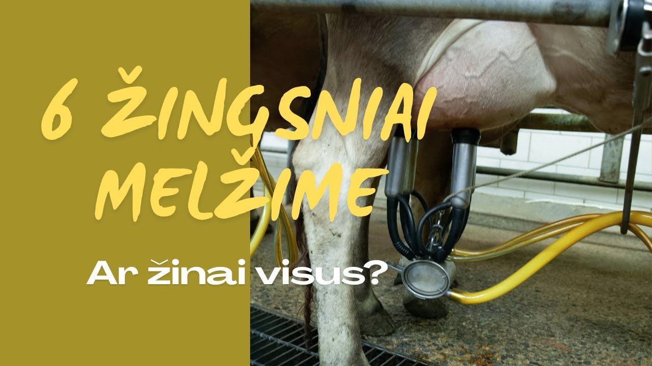 6 melžimo rutinos žingsniai: kas svarbiausia kiekviename etape