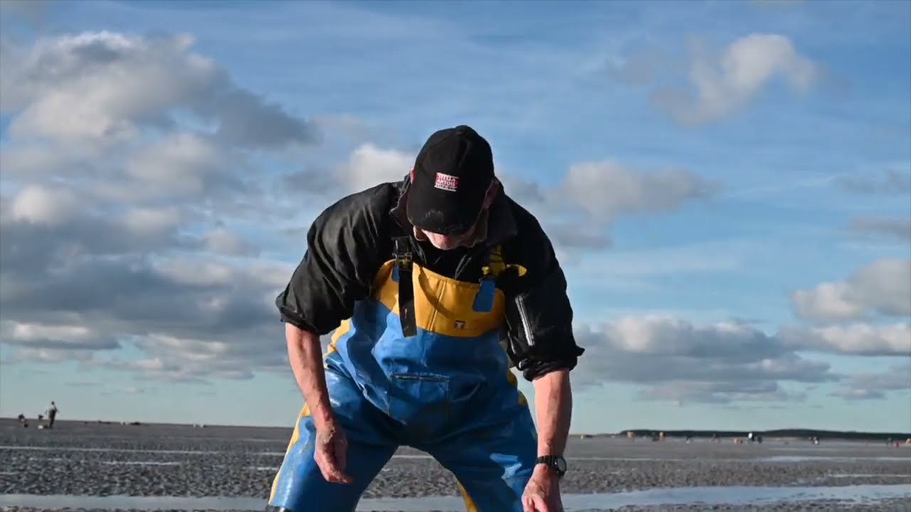 La pêche aux coques en Baie de Somme