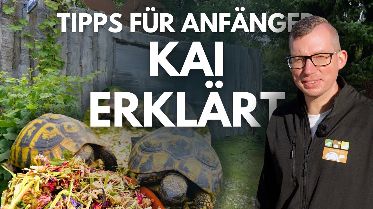 KAI ERKLÄRT - Schildkröte anschaffen 🐢 | Das brauchst du als Anfänger! #01