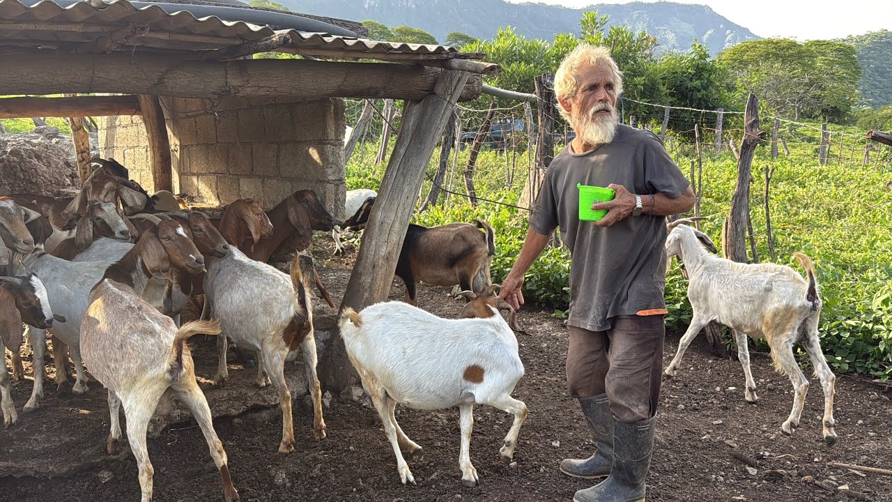 LLEGO EL DÍA DE COMPRAR LOS CHIVOS 🐐￼￼￼