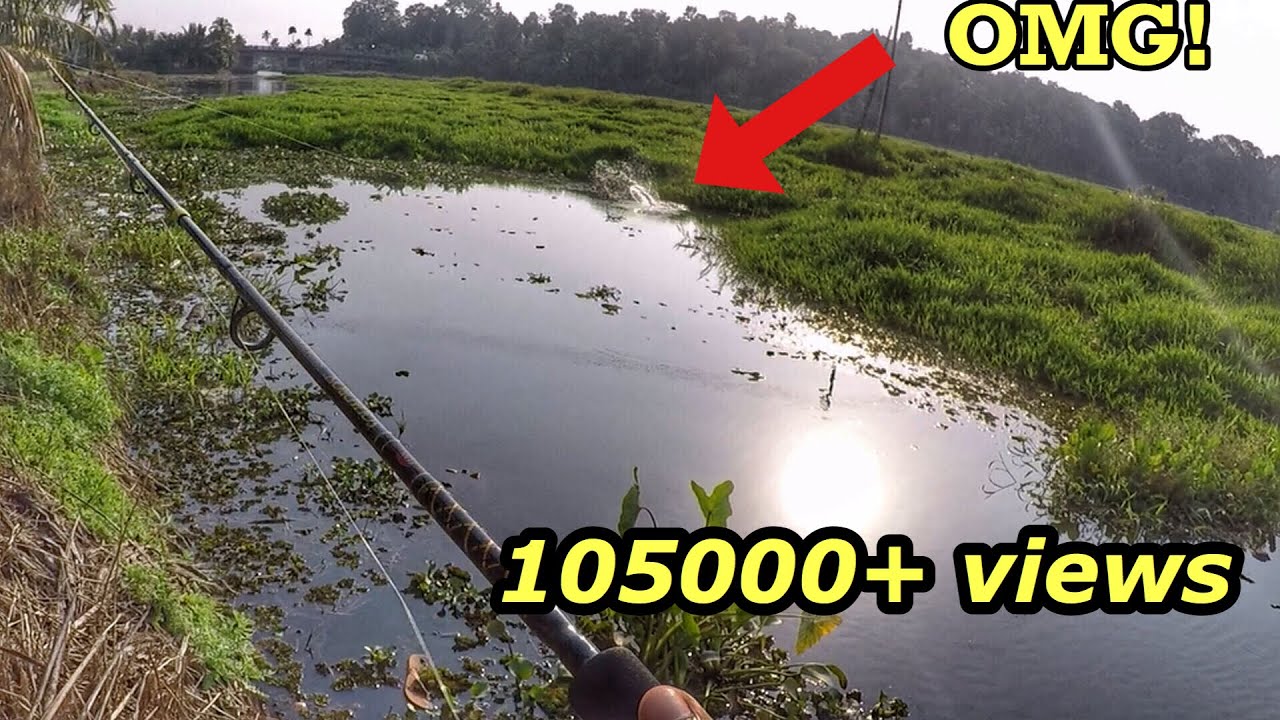 2.2kg ഉള്ള ചേറുമീൻ പിടിച്ചത്  കണ്ടോ?ഞെട്ടി പോയി  | Kerala fishing | STRIKE SNAKEHEAD | TOMAN JAMBI..