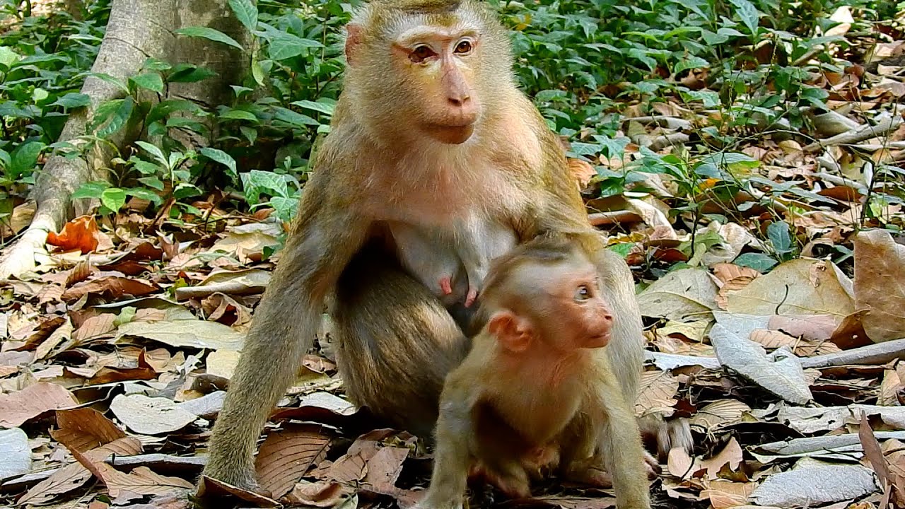 little baby monkey request milk
