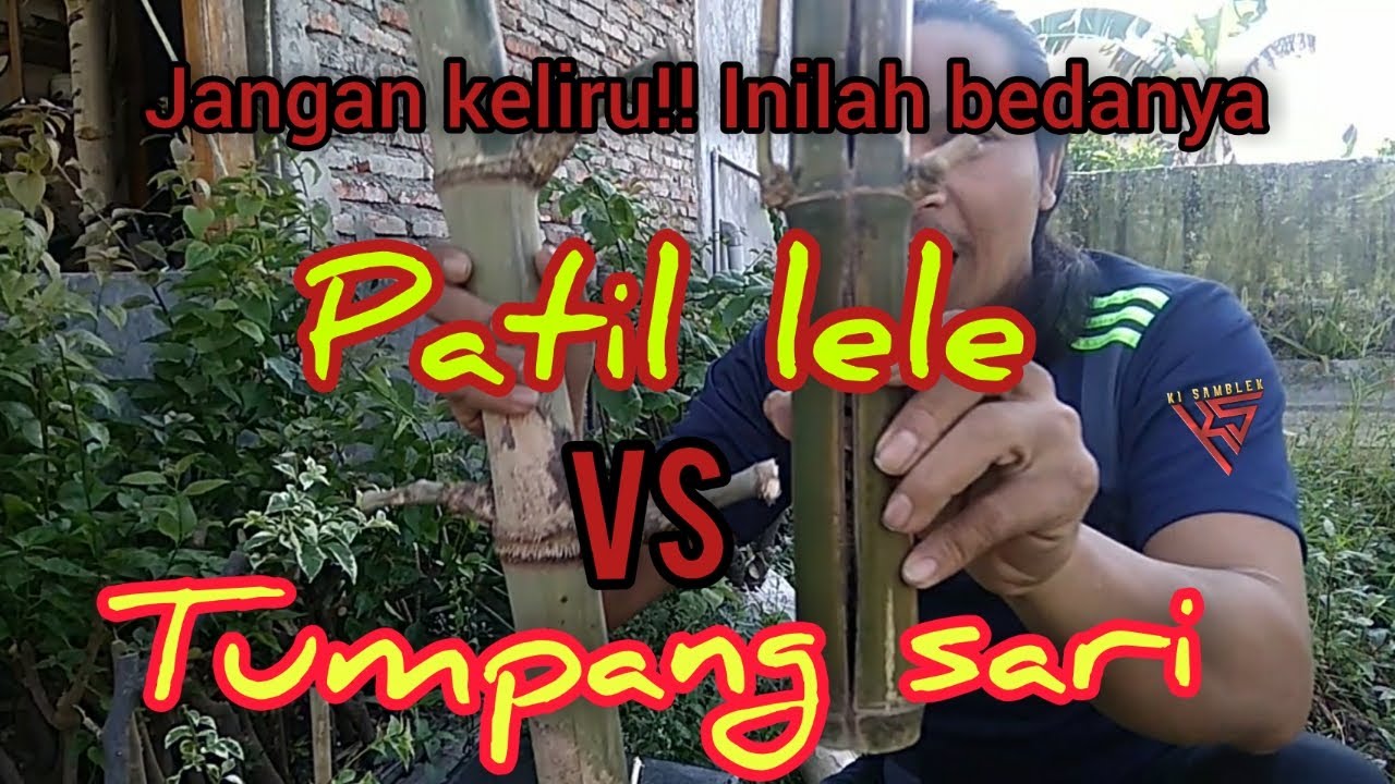 Ciri ciri bambu patil lele dan tumpang sari