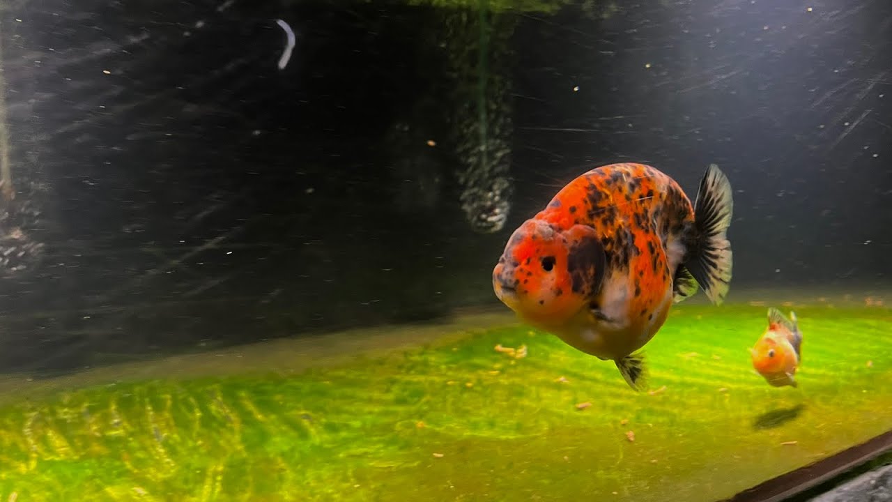 Multi Champion Award Groomed By: Mfl Goldfish & Meet Champ & Award winner Groomer Michael Mosqueda