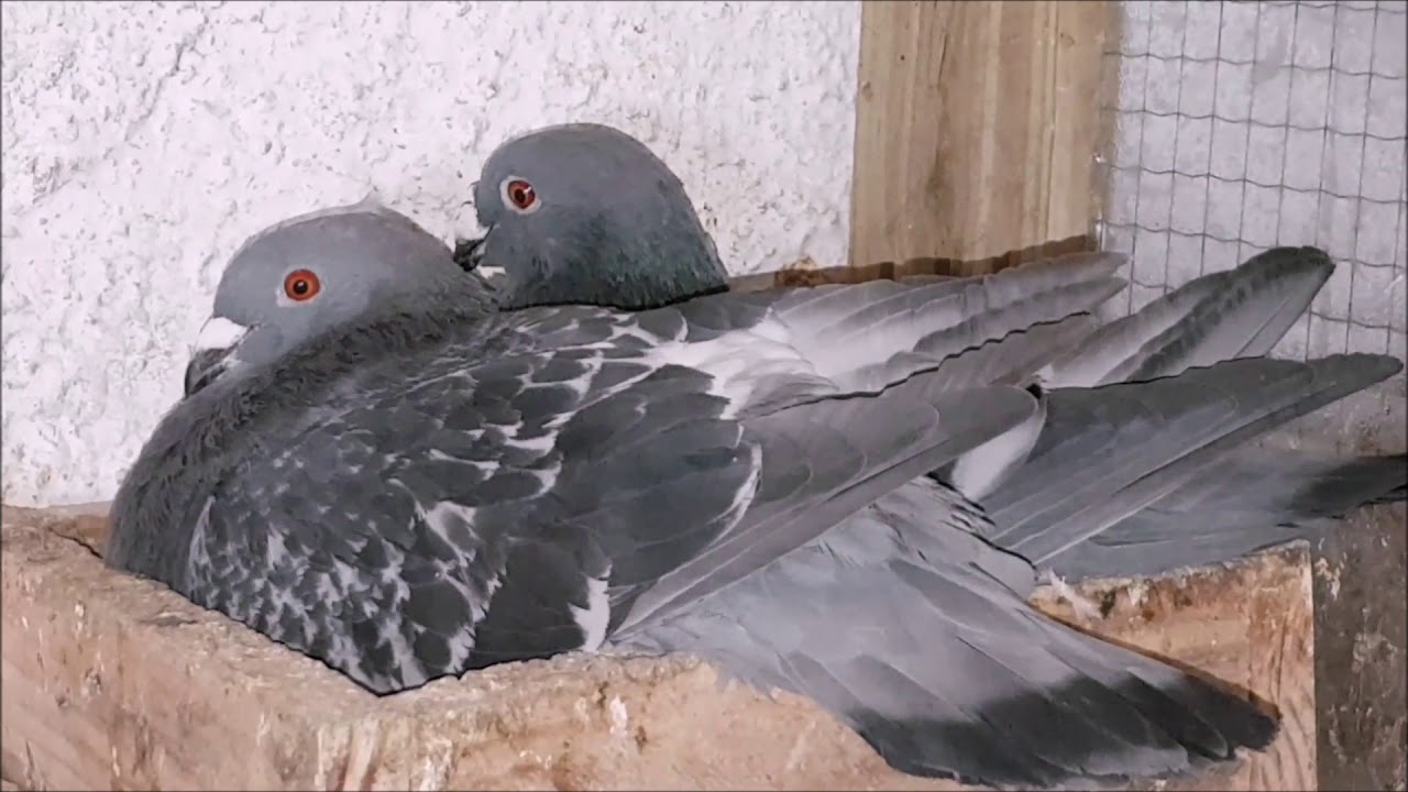 El lenguaje de las palomas
