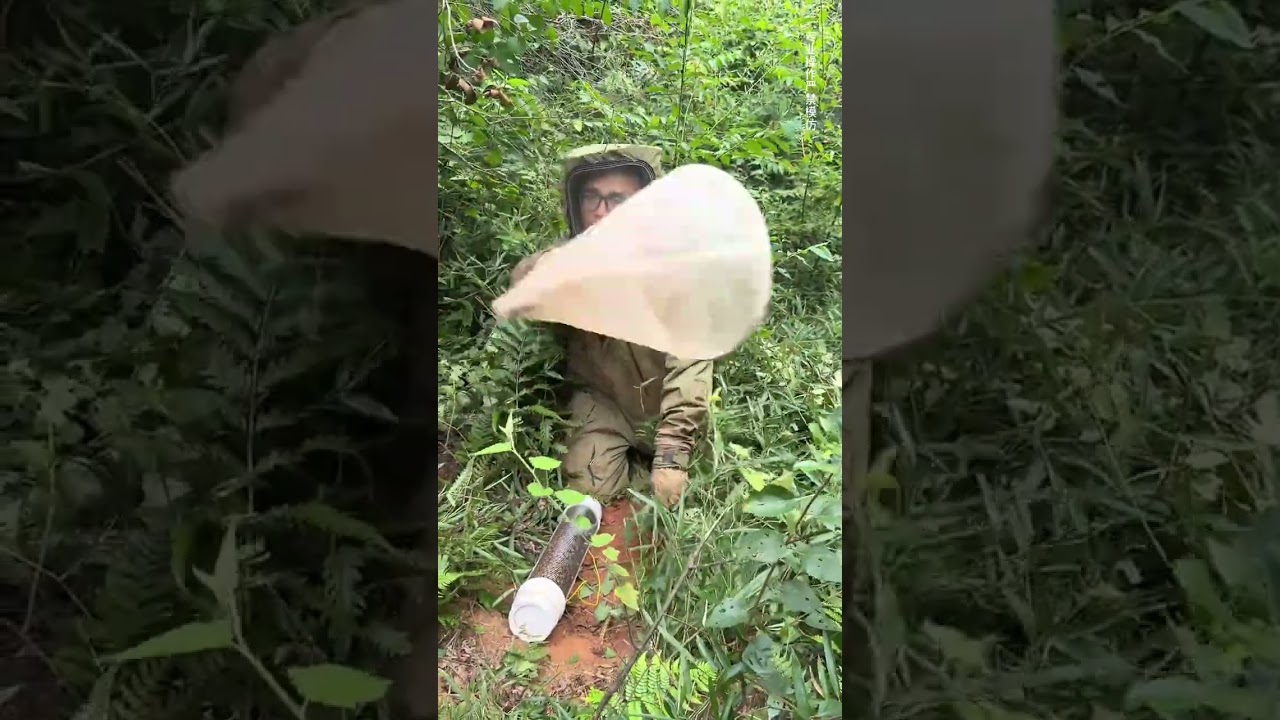 剧毒虎头蜂入侵抓蜂博主欢子的蜂场，太岁头上动土，马蜂胆子也太肥了#户外找蜂 #马蜂#虎头蜂#无人机追马蜂