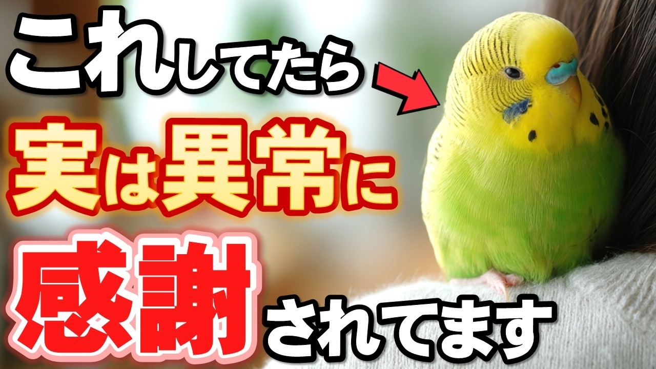 幸せに暮らすインコが感謝した時に見せる５つの仕草