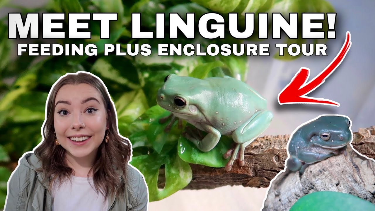 I Got A New Whites Tree Frog! + Feeding My Whites Tree Frogs