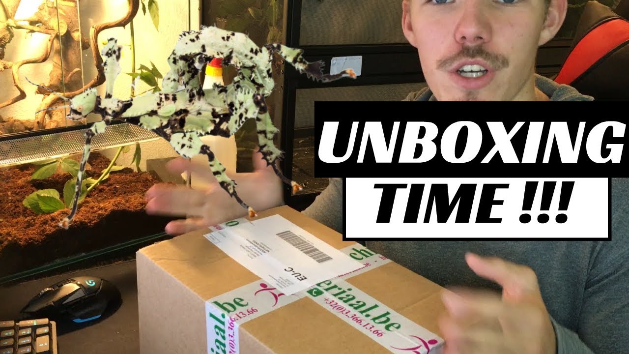 SPECIAL STICK INSECT UNBOXING !!
