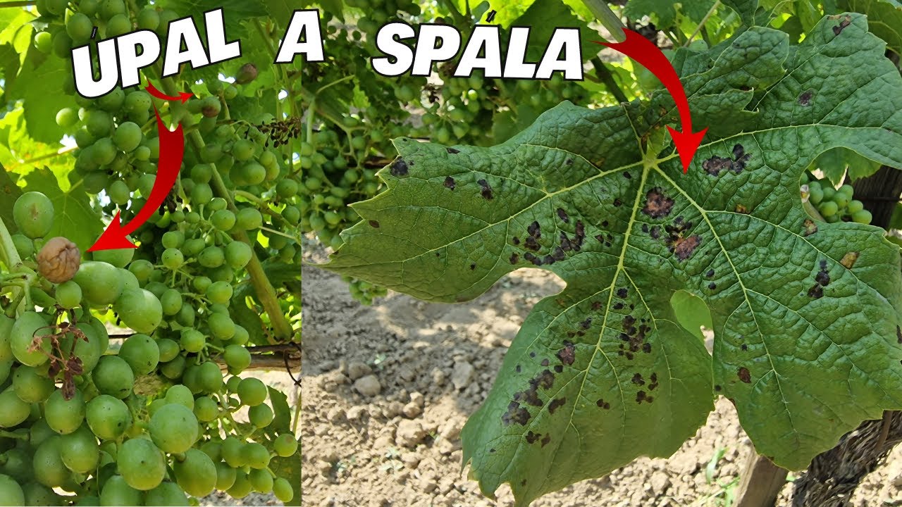 Úpal a spála