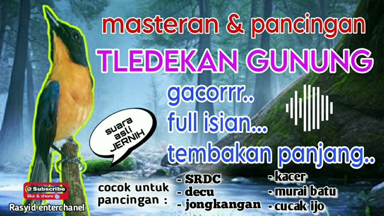 masteran tledekan gunung gacor untuk pancingan burung fighter