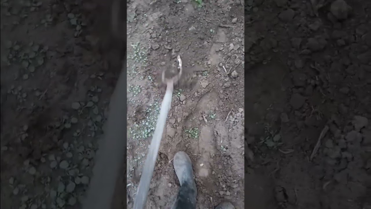 Kov&aacute;csolt sarabol&oacute; kapa, a legjobb a sorok k&ouml;zti kib&uacute;jt gazok megsemis&iacute;t&eacute;s&eacute;re